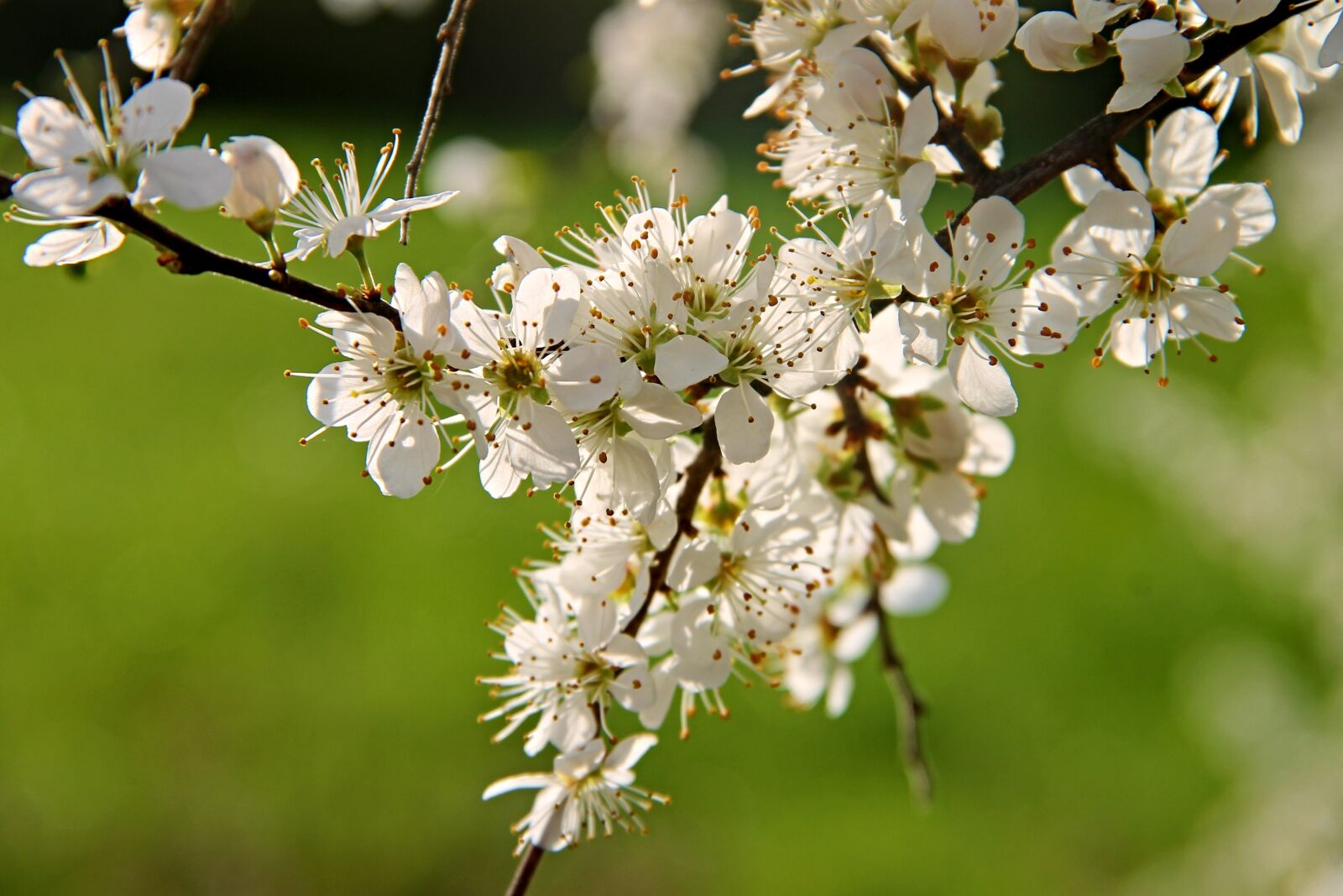 Canon EOS 1100D (EOS Rebel T3 / EOS Kiss X50) sample photo. Blackthorn, sloes, black thorn photography