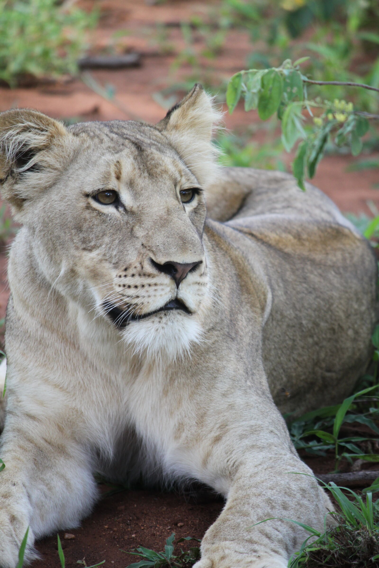 Canon EOS 500D (EOS Rebel T1i / EOS Kiss X3) + Canon EF-S 55-250mm F4-5.6 IS sample photo. Gray, lioness photography