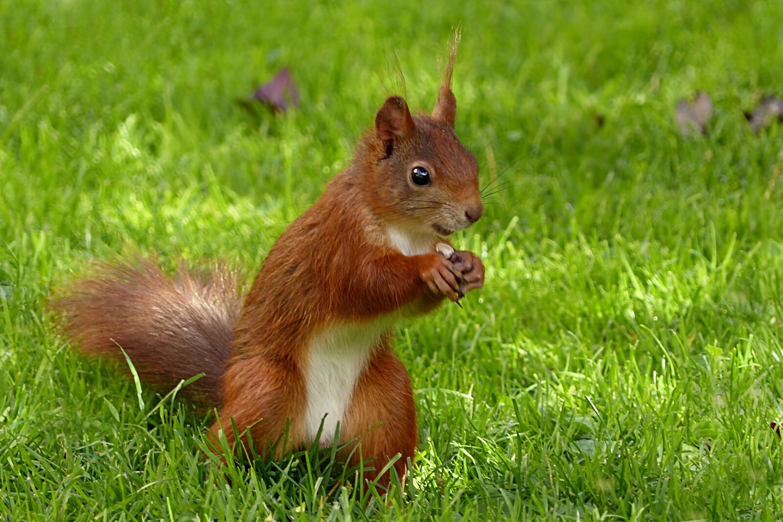 Panasonic Lumix DMC-FZ200 sample photo. Animal, mammal, squirrel photography