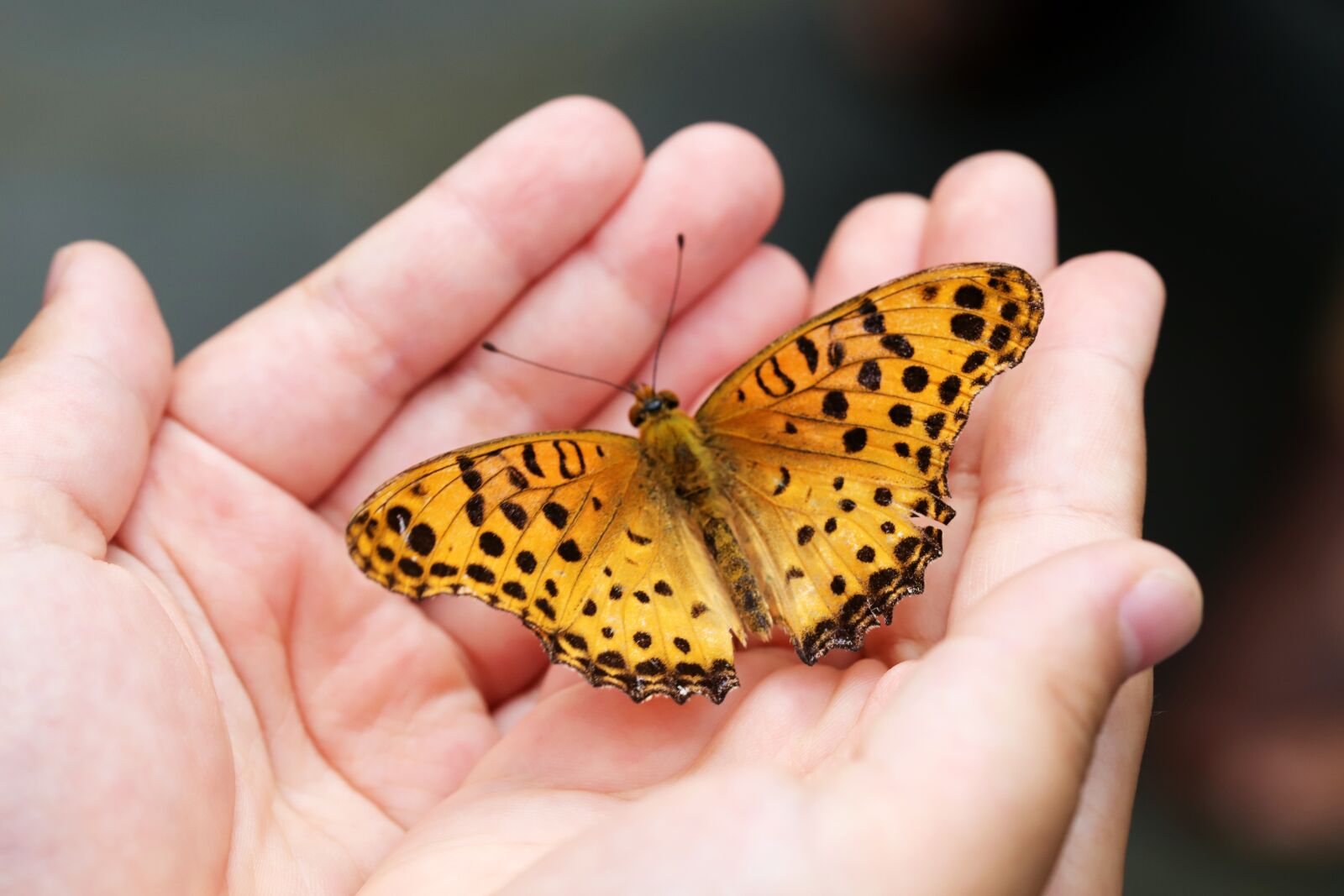 Canon EOS 6D Mark II sample photo. Butterfly, insects, hand photography