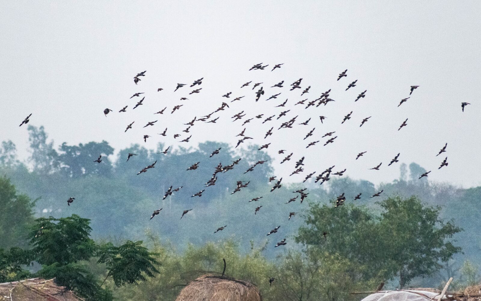 Nikon D3300 sample photo. Birds, flock, flying photography