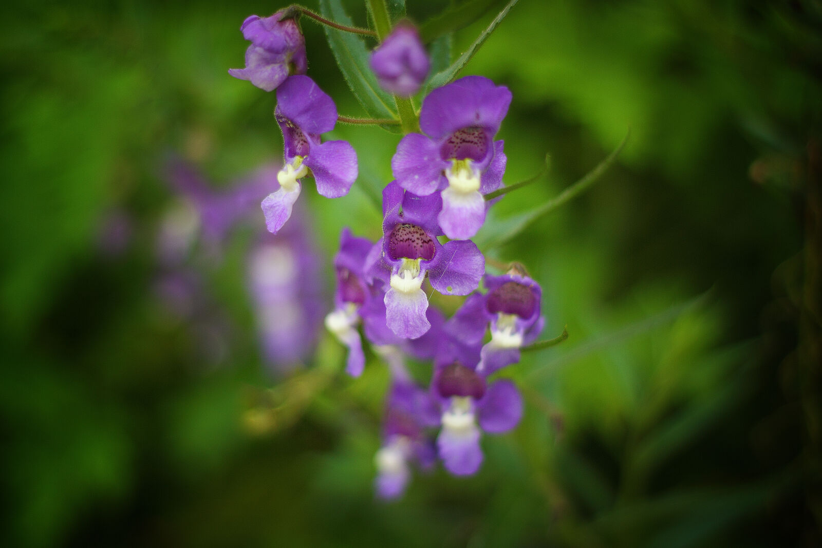 Canon EOS 50D sample photo