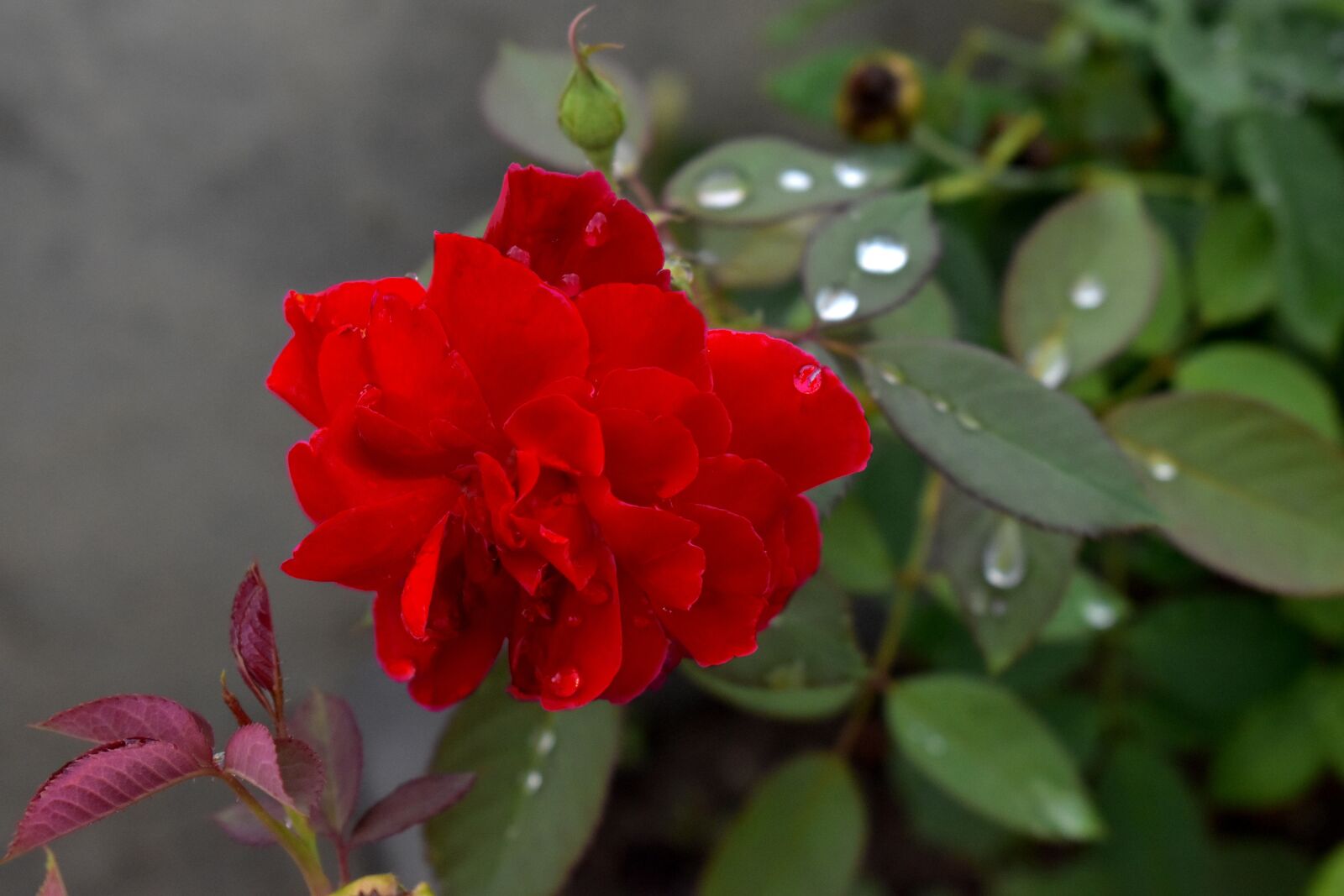 Nikon D5600 sample photo. Red rose, rain drops photography