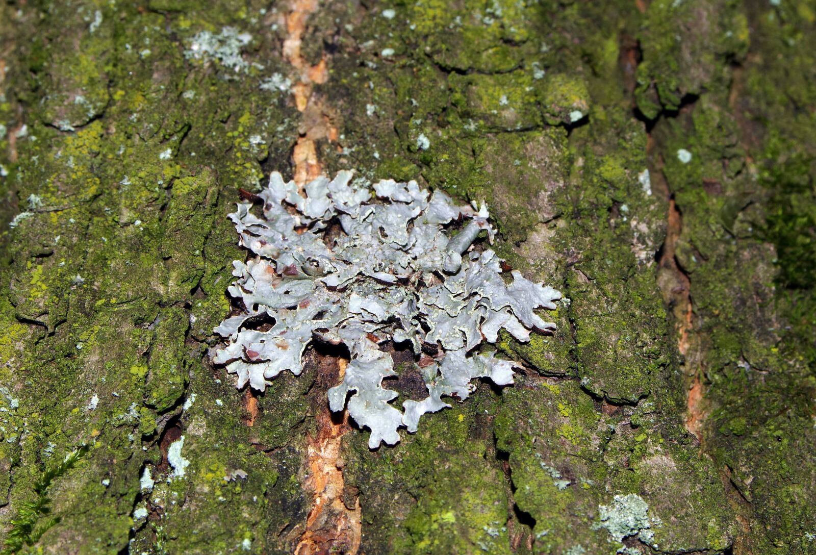 Pentax K-S2 sample photo. Lichens, tree, the bark photography