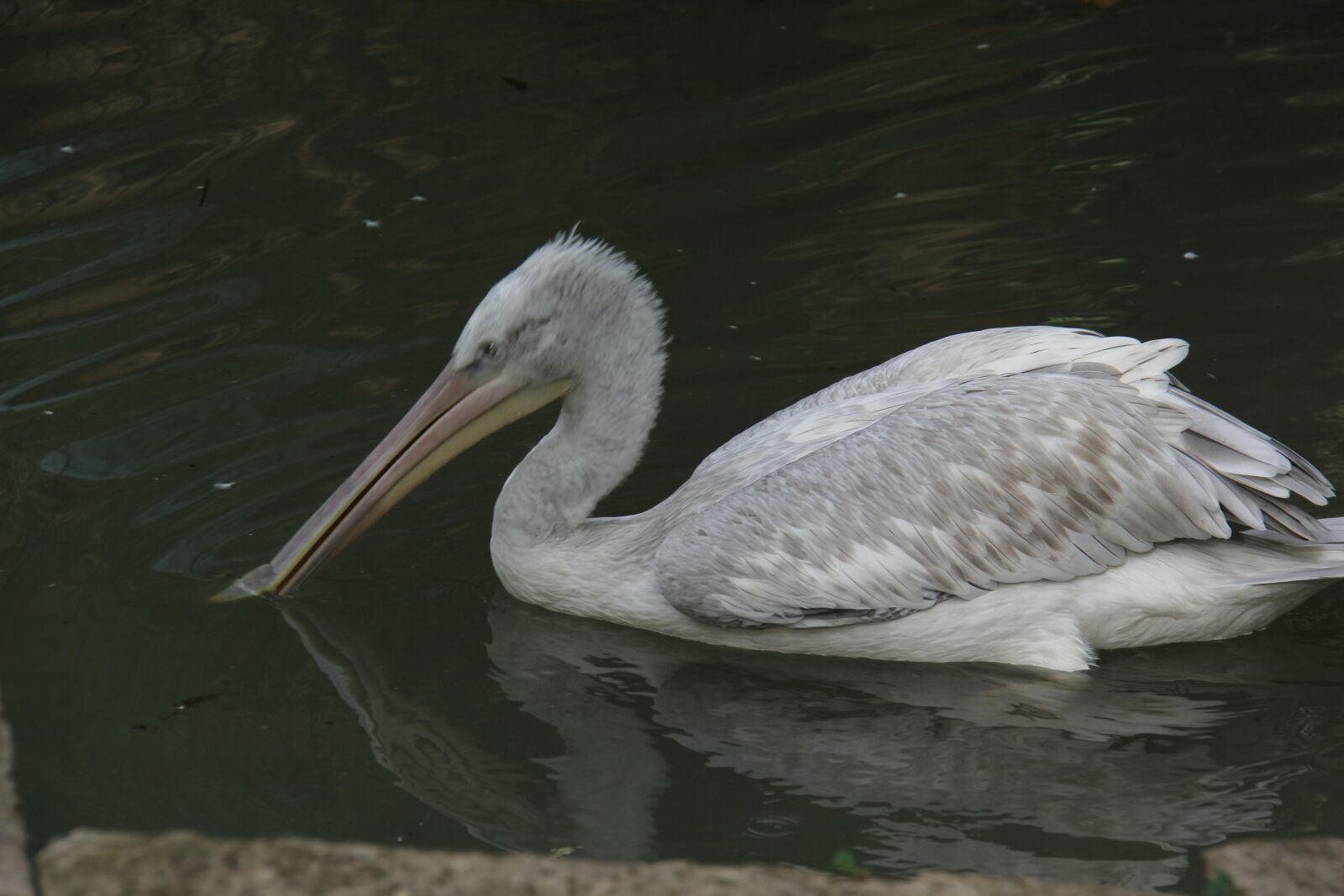 Canon EF-S 18-200mm F3.5-5.6 IS sample photo. Pelican, bird, nature photography
