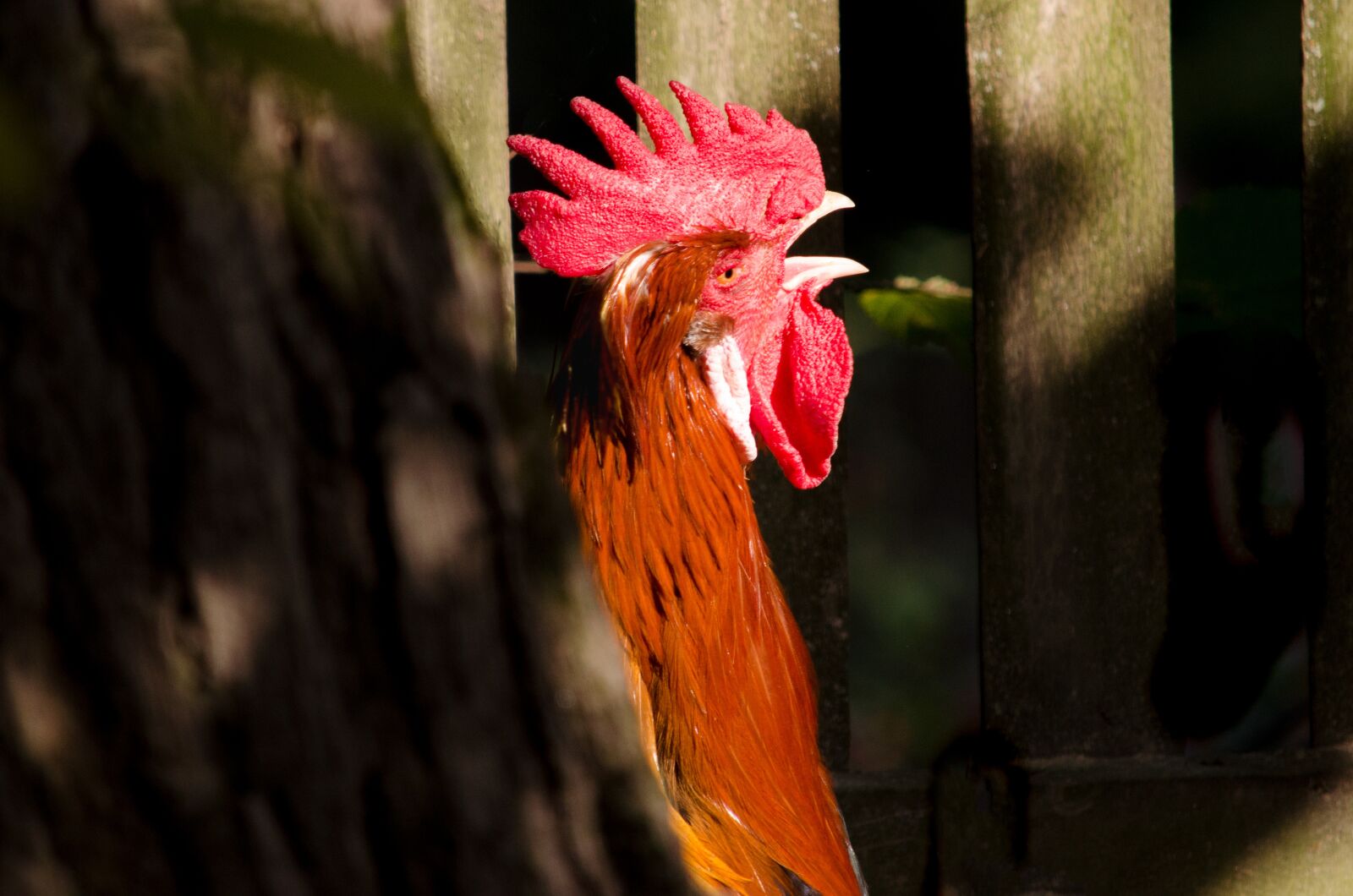 Nikon D5100 sample photo. Hahn, species, nature photography