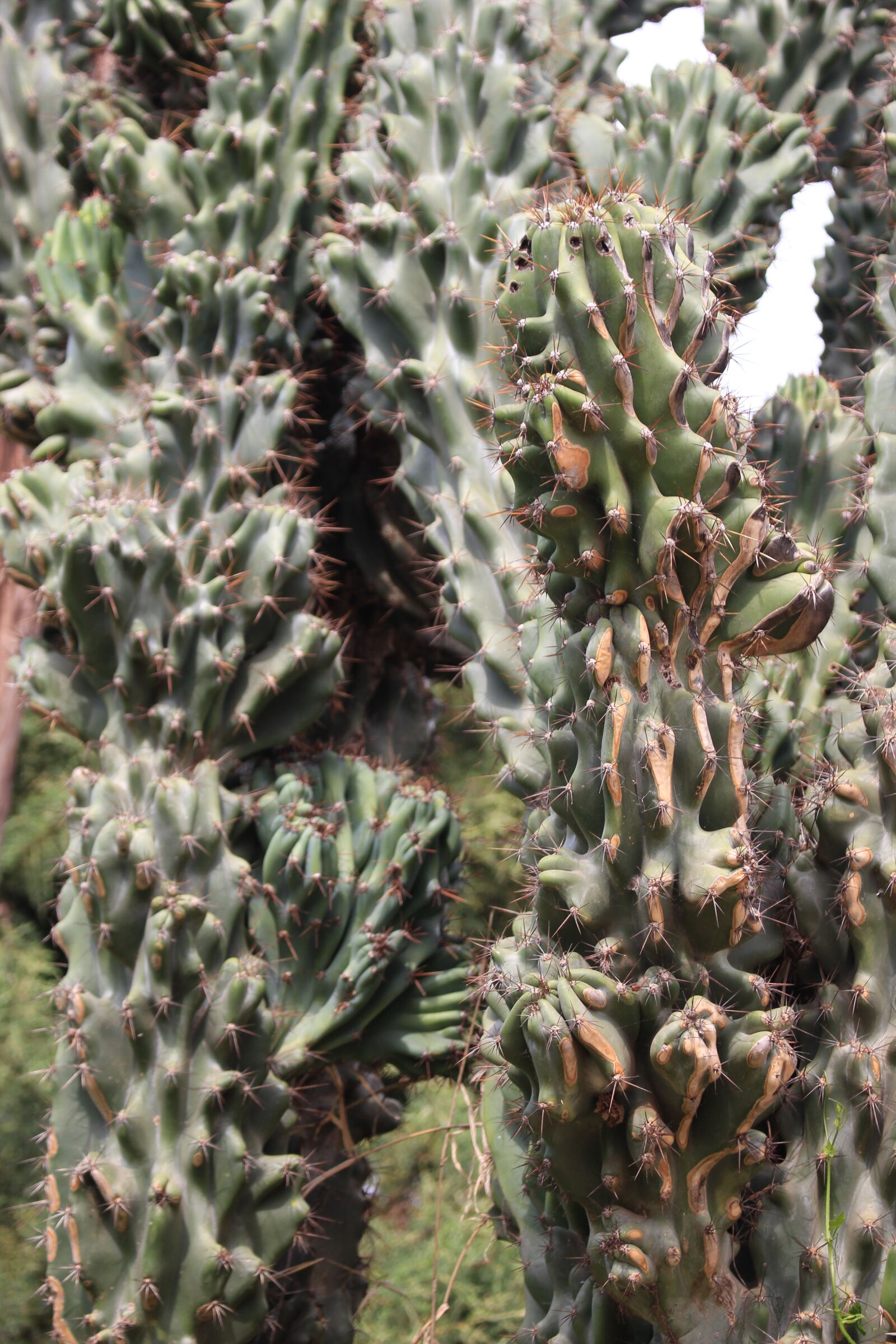 Canon EOS 700D (EOS Rebel T5i / EOS Kiss X7i) sample photo. Cactus, plant, green photography