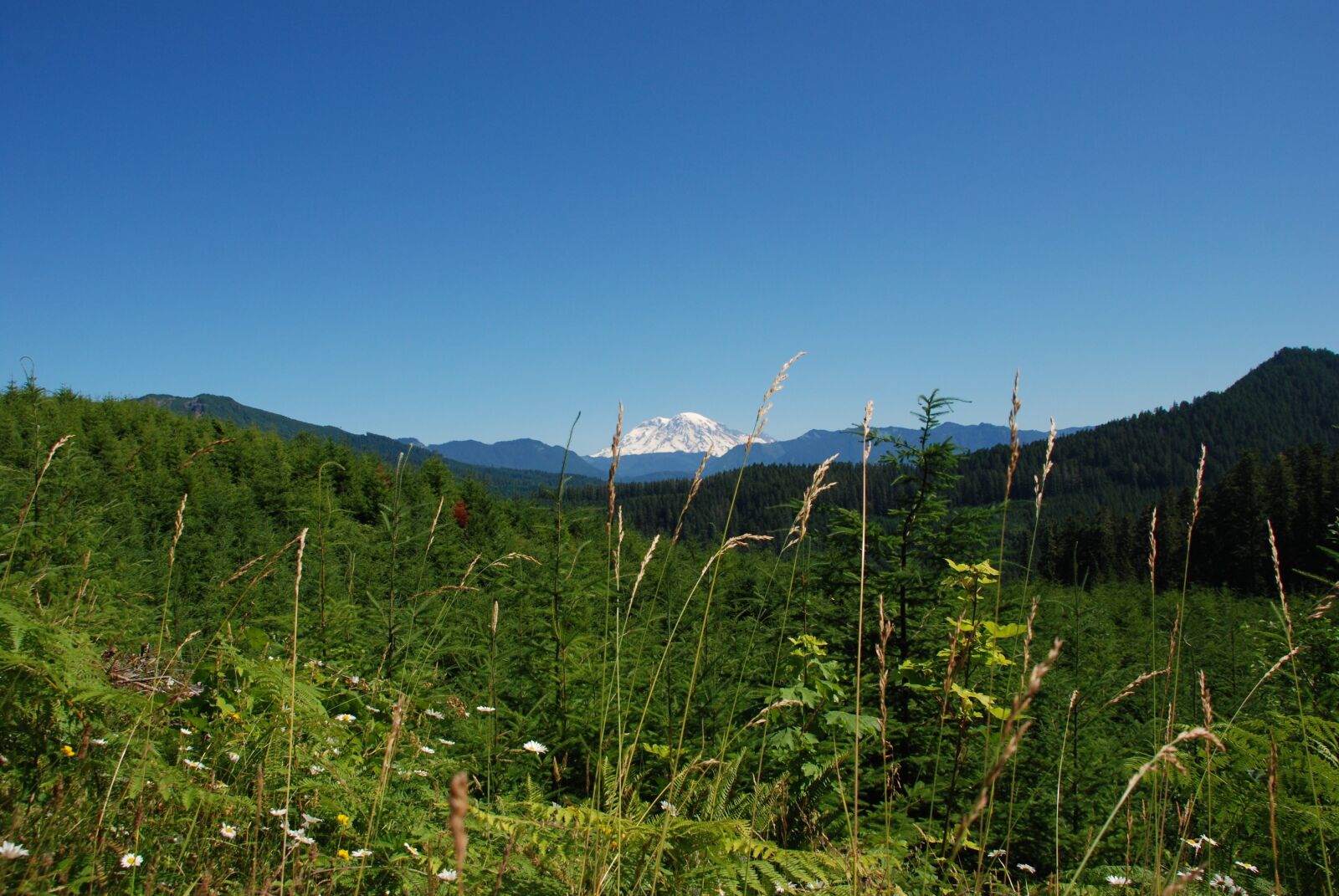 Nikon D80 sample photo. Mountain, hill, flora photography