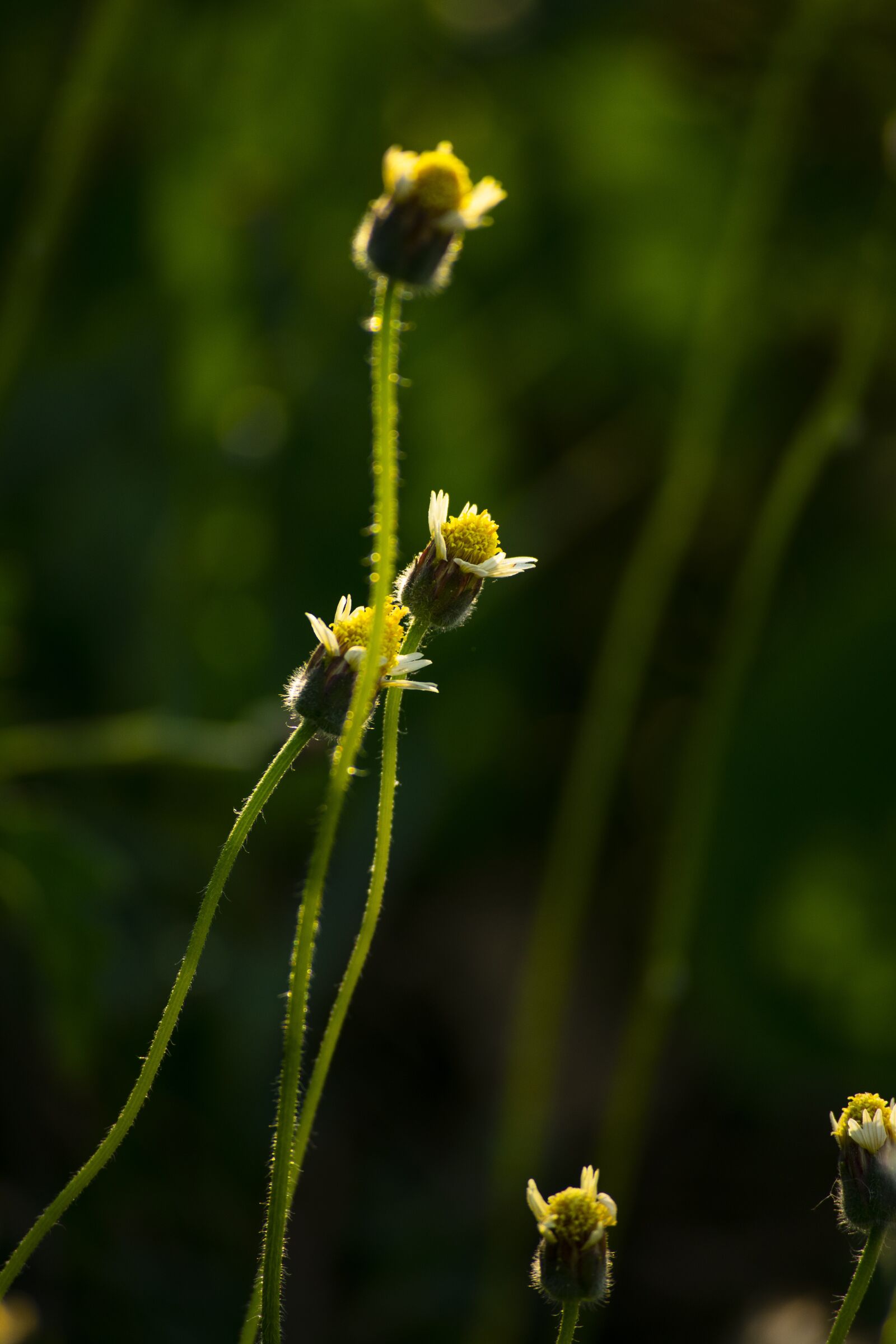Nikon D3400 sample photo. Flower flowers, nature, sun photography