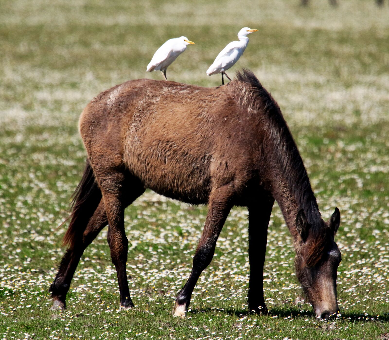 Canon EOS 7D Mark II sample photo. Wild horse, egrets, spain photography