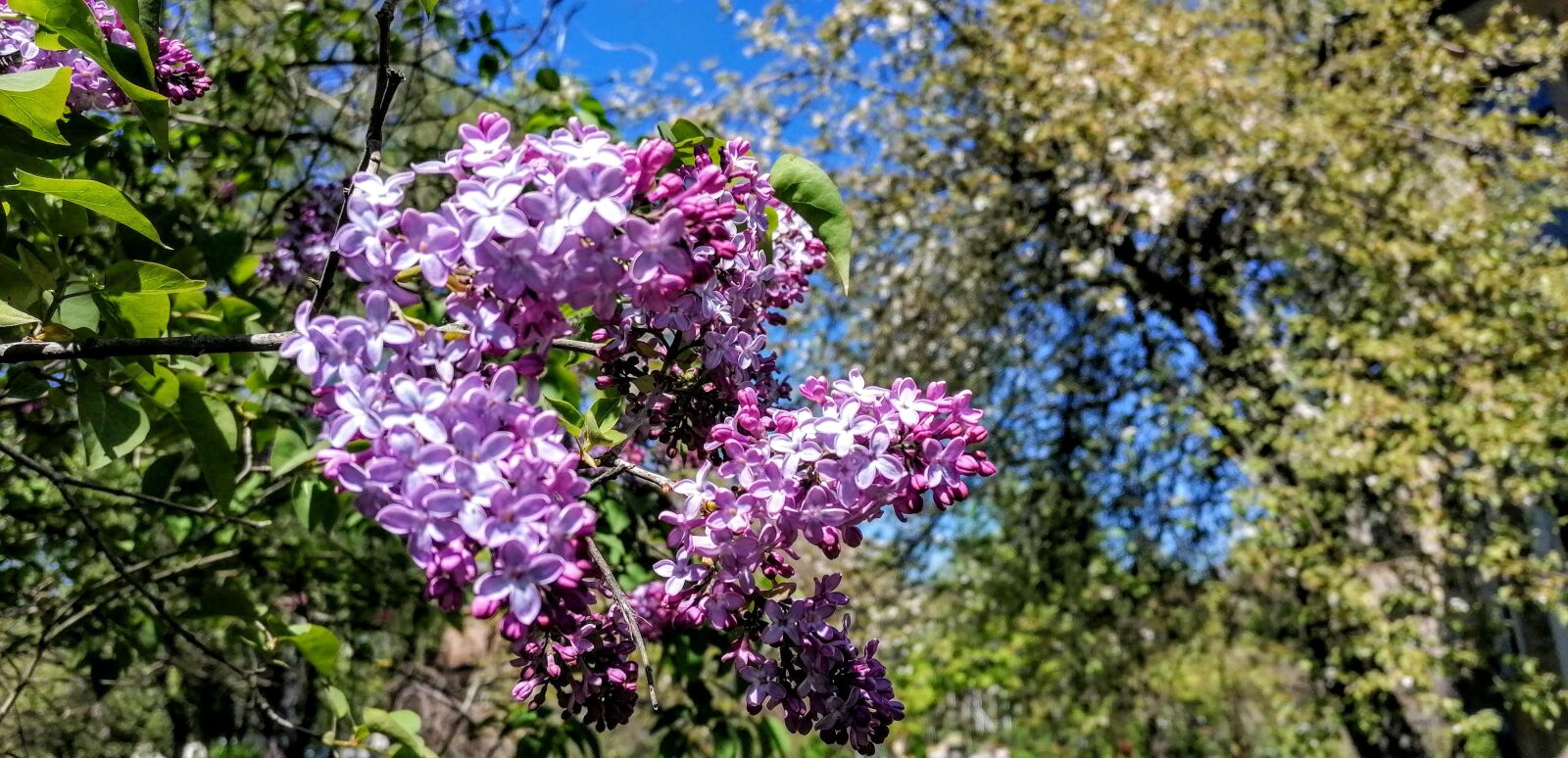 HUAWEI P30 LITE sample photo. Bright, flowering, spring photography
