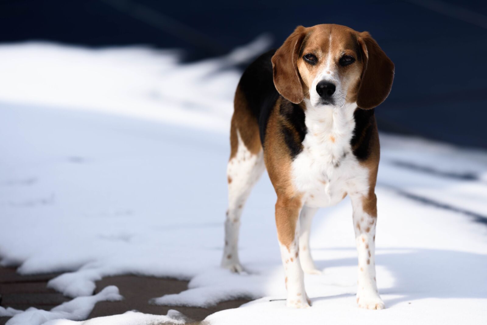 Nikon D750 sample photo. Animal, beagle, breed photography