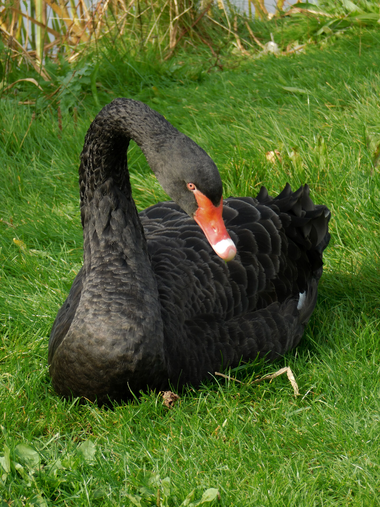Nikon Coolpix L840 sample photo. Bird, black, swan, swan photography