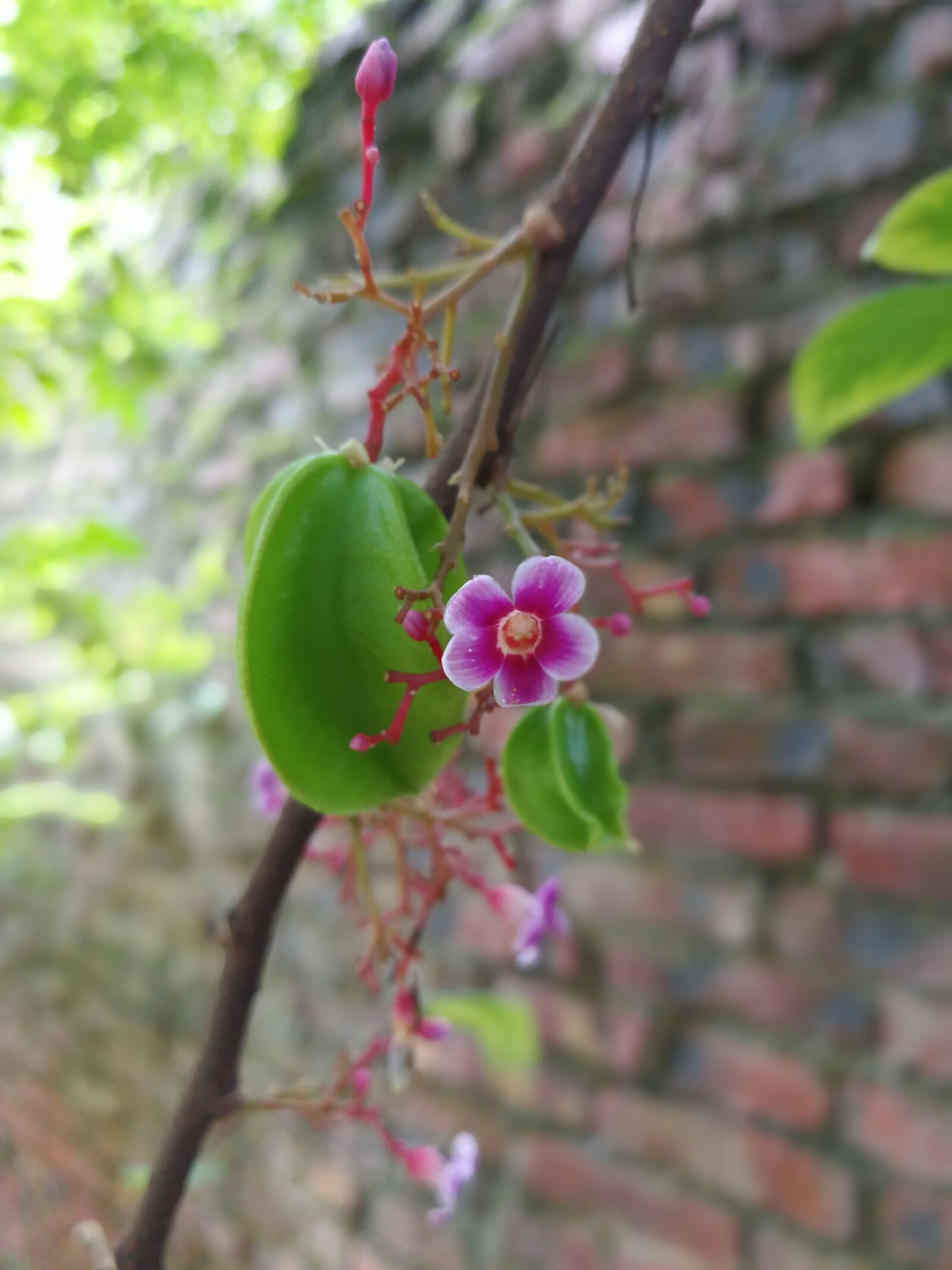 HUAWEI Mate 9 sample photo. Star fruit, flowers, green photography