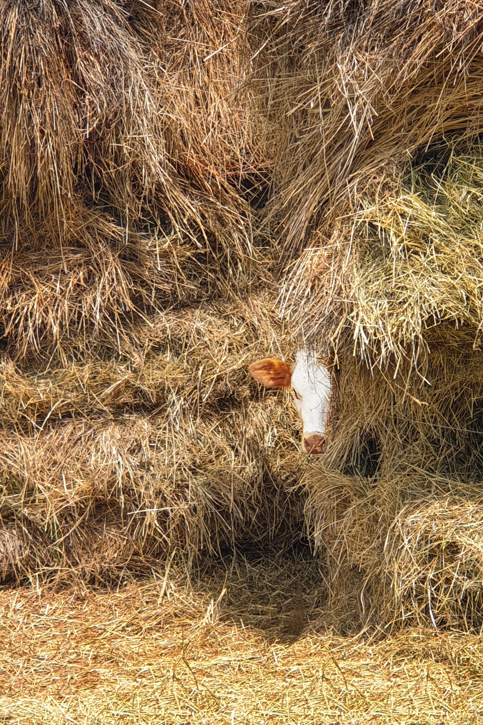 Samsung Galaxy S9+ sample photo. Summer, cow, hay photography