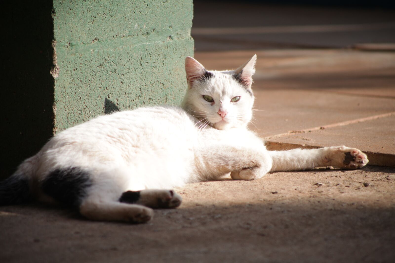Canon EOS 5D Mark II sample photo. Kitten, resting, tabby photography