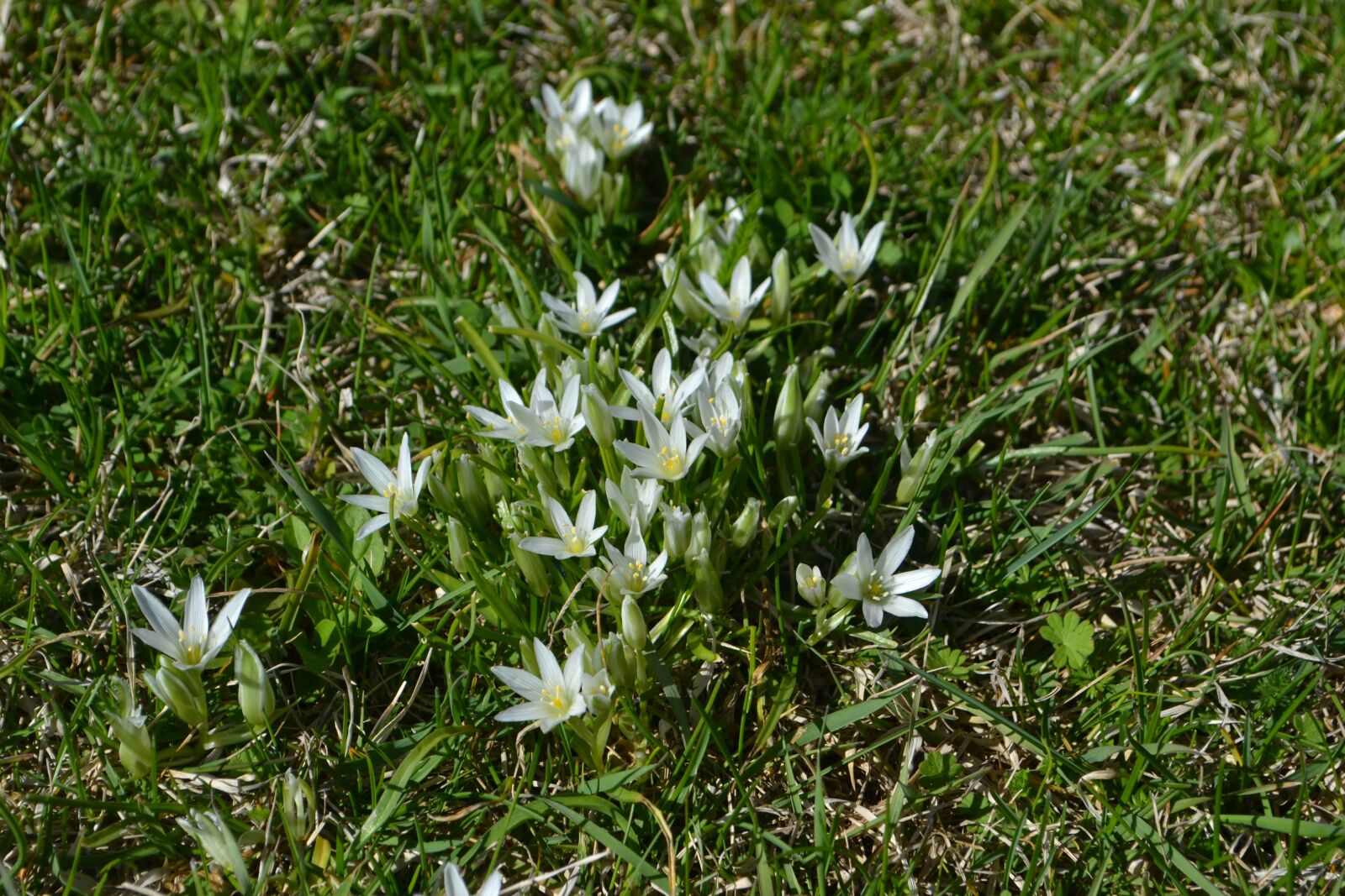 Nikon D3100 sample photo. Flowers of the field photography