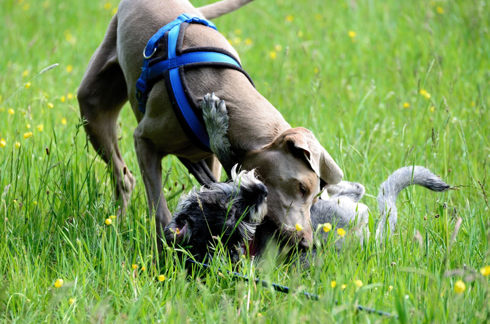 Nikon D610 sample photo. Dogs, play, meadow photography