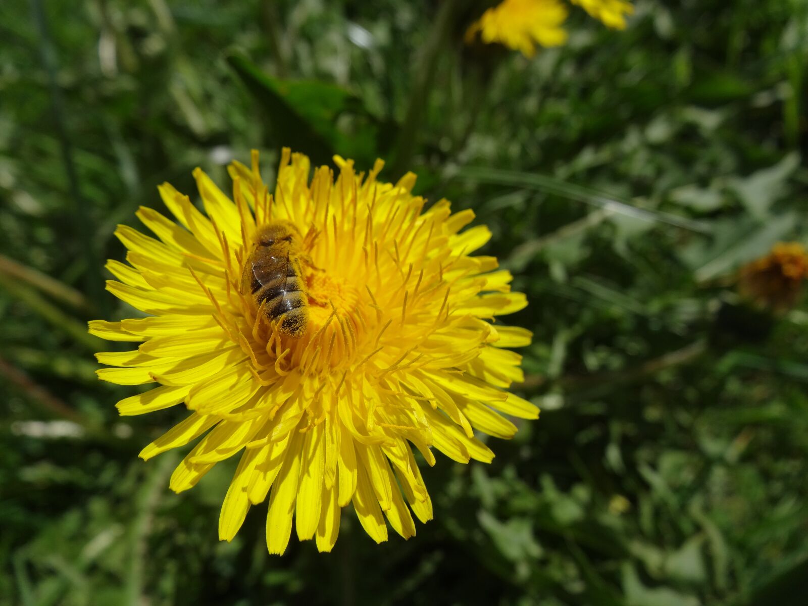 Sony Cyber-shot DSC-HX20V sample photo. Dandelion, bee, honey bee photography