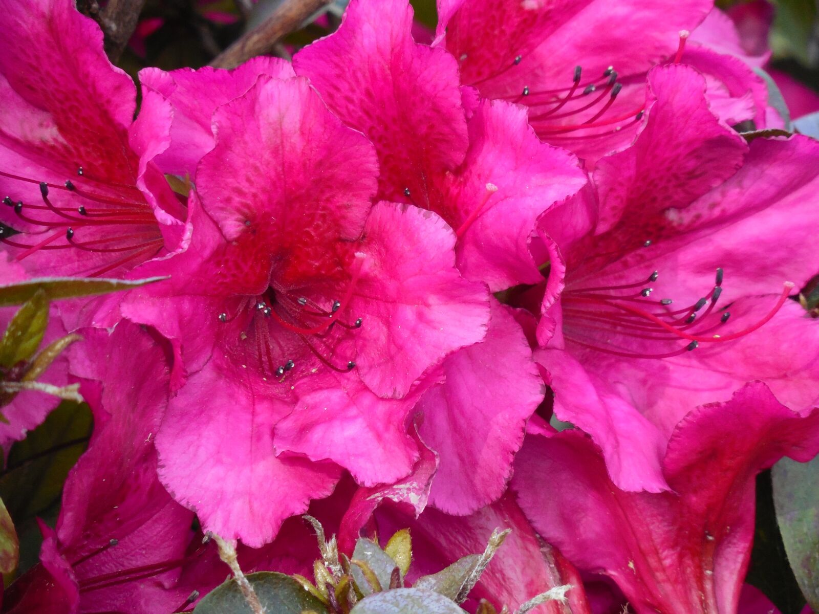 Nikon COOLPIX L620 sample photo. Azalea, blooms, spring photography