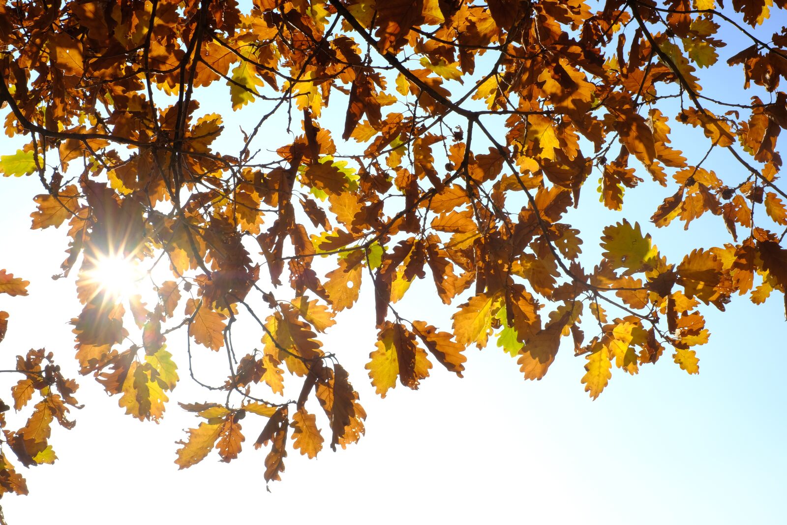 Fujifilm X-T2 + Fujifilm XF 35mm F1.4 R sample photo. Oak leaves, leaves, fall photography