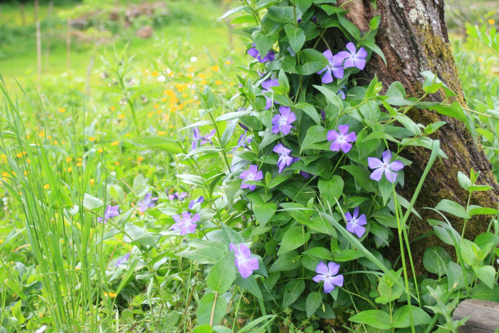 Canon EOS 30D sample photo. Periwinkle, flowers, nature photography