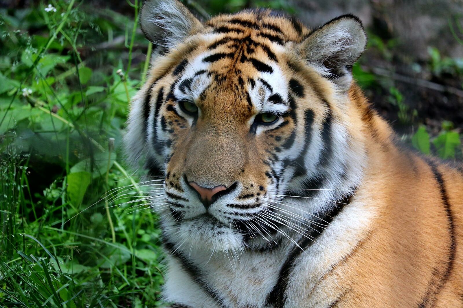 Canon EOS 750D (EOS Rebel T6i / EOS Kiss X8i) sample photo. Cat, carnivorous, mammals photography