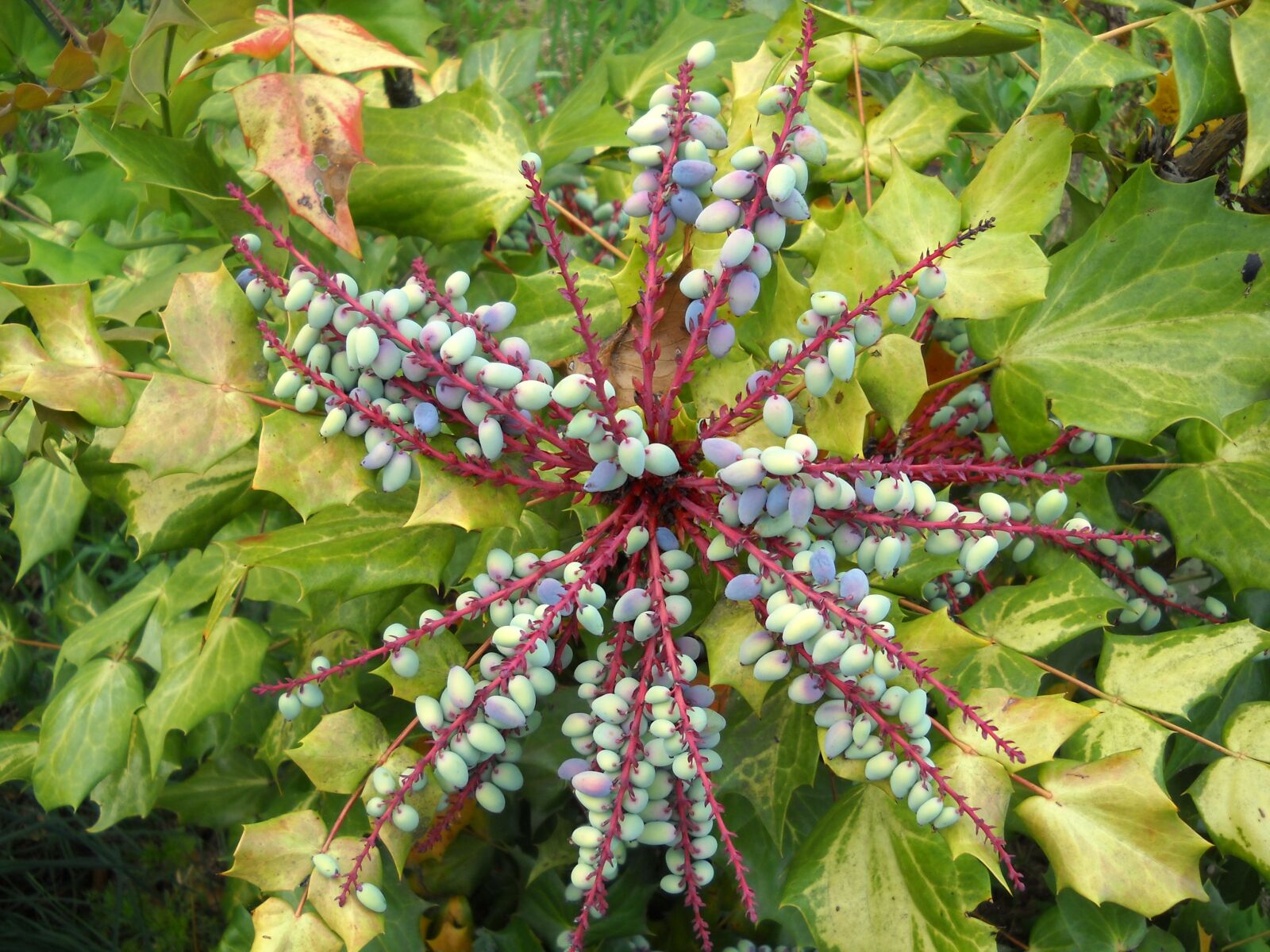 Nikon Coolpix L20 sample photo. Mahonia, berries, plant photography