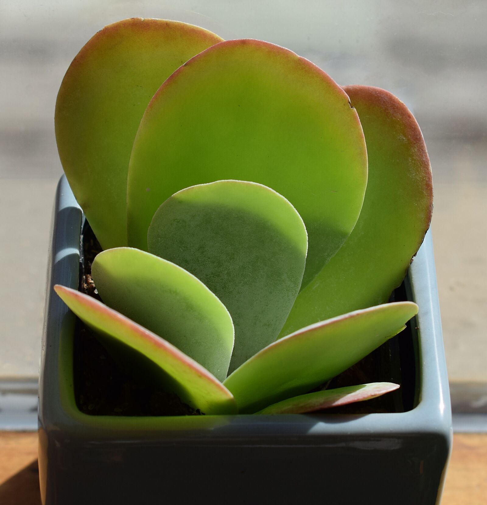 Nikon D3300 sample photo. Succulent in blue pot photography