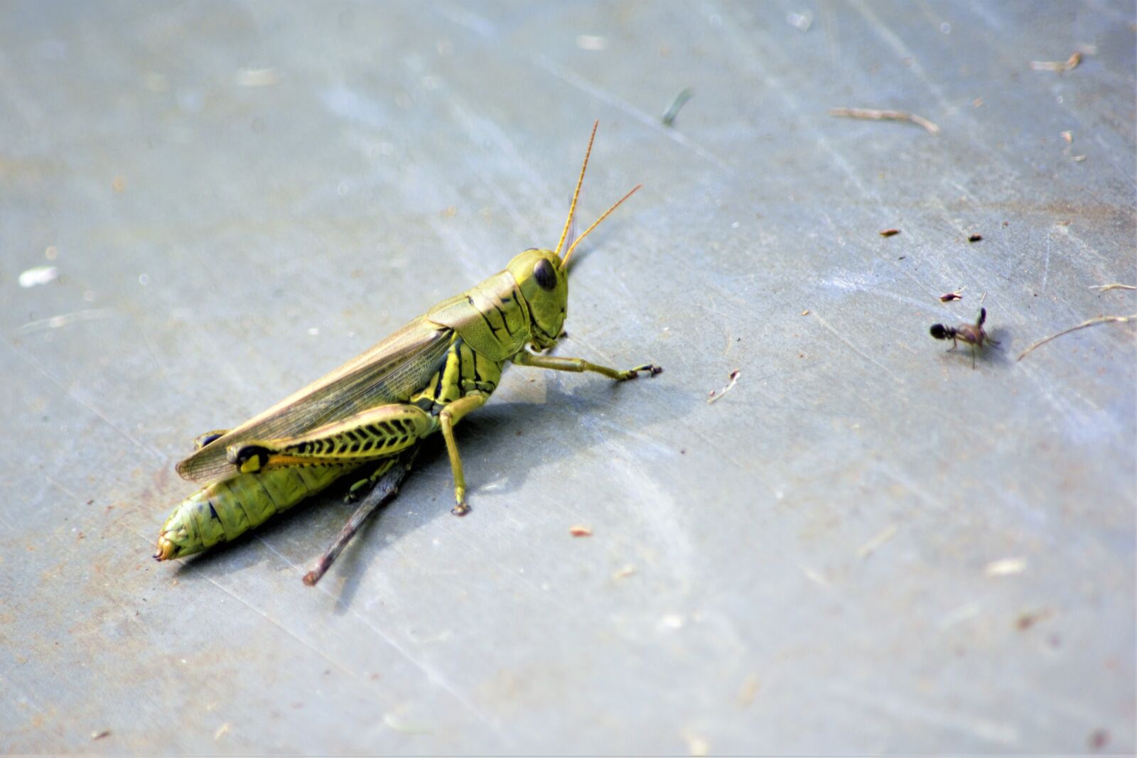 Nikon D7100 sample photo. Grasshopper, chasing, insect photography
