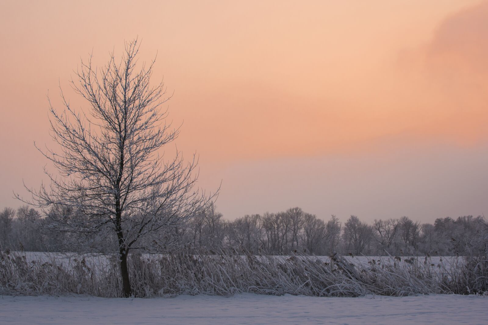 Nikon D5500 sample photo. Tree, country, the sky photography