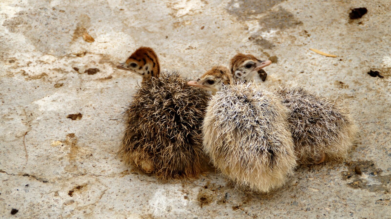 Sony SLT-A37 sample photo. Baby ostrich, animals, birds photography