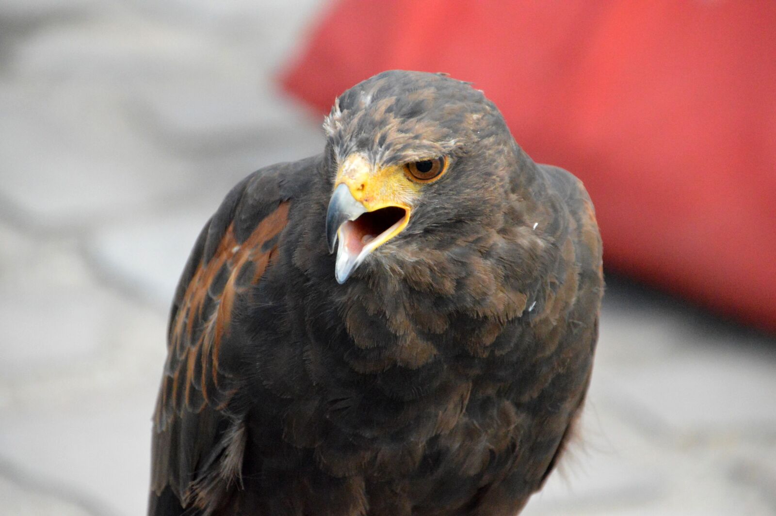 Nikon D3200 sample photo. Buzzard, falcon, bird photography