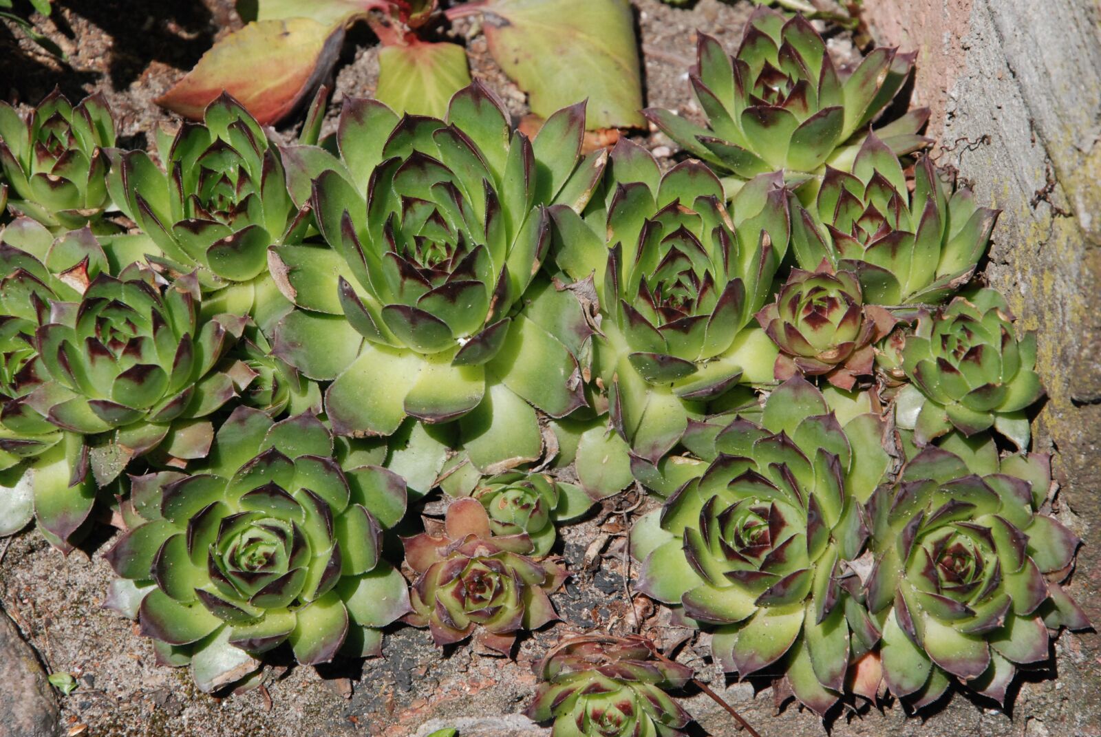 Nikon D80 sample photo. Plant, the sapling, nature photography