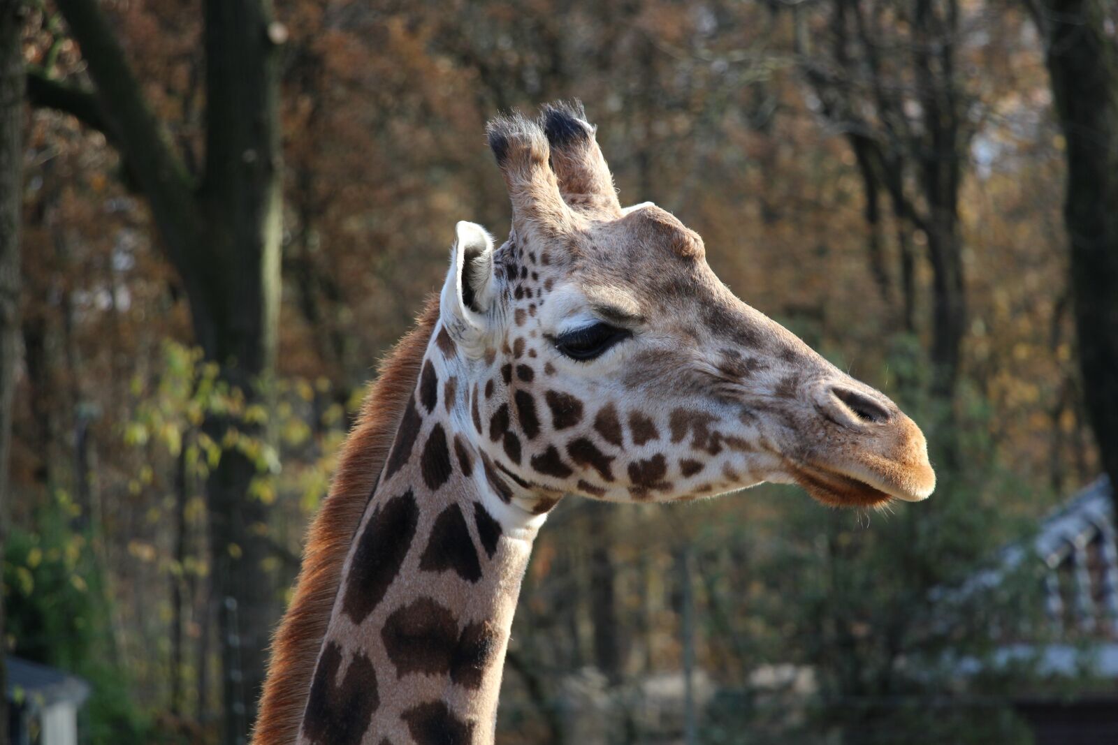 Canon EOS 700D (EOS Rebel T5i / EOS Kiss X7i) sample photo. Giraffe, animals, zoo photography