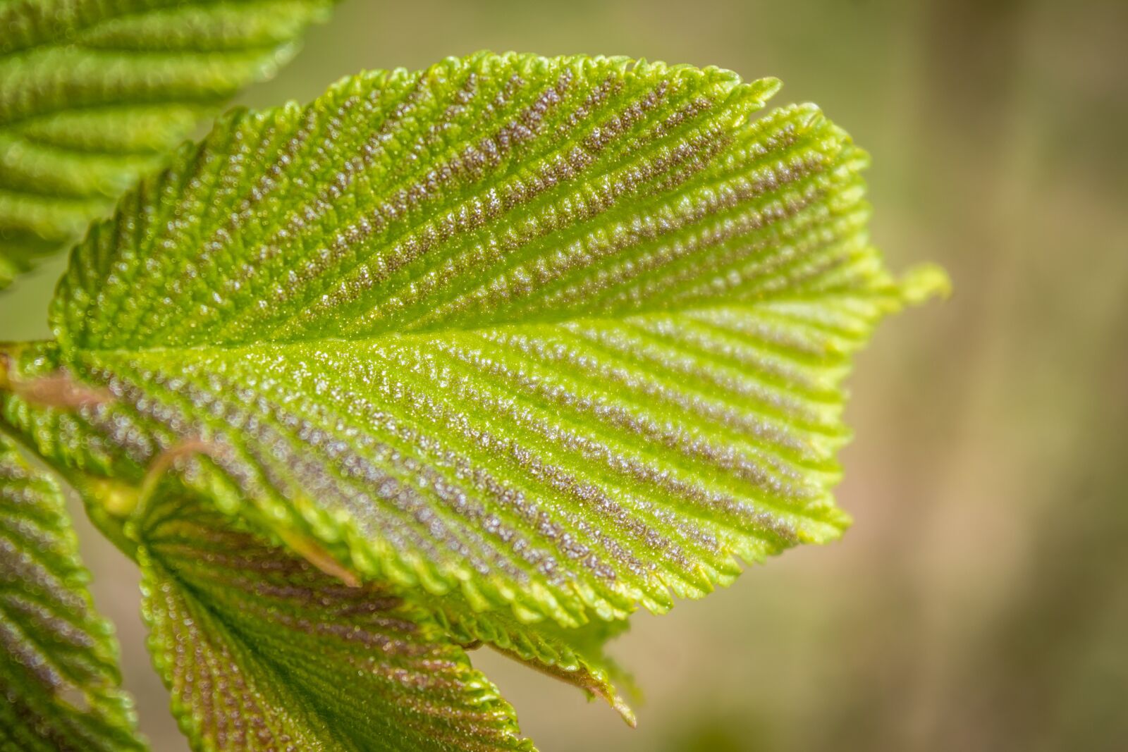 Canon EOS 1300D (EOS Rebel T6 / EOS Kiss X80) sample photo. Leaf, foliation, spring photography