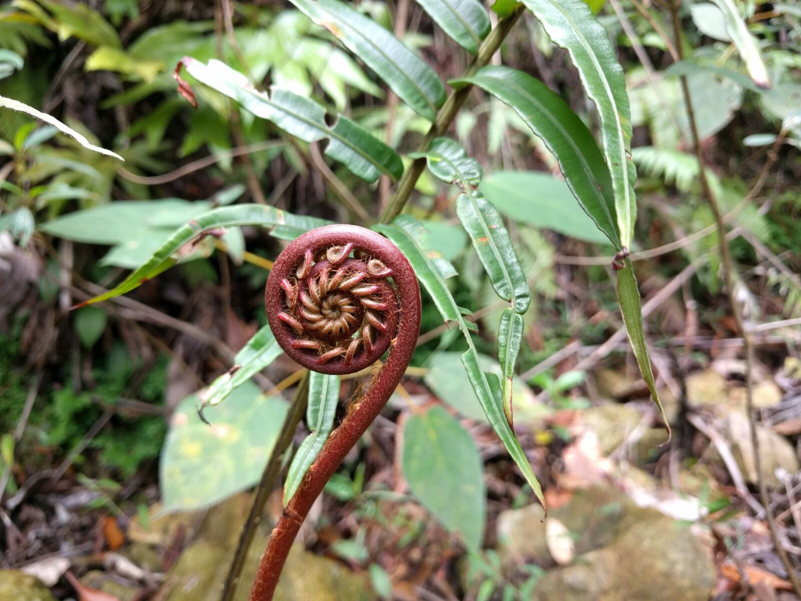 LG Nexus 5X sample photo. Fern, malaysia, shoot photography