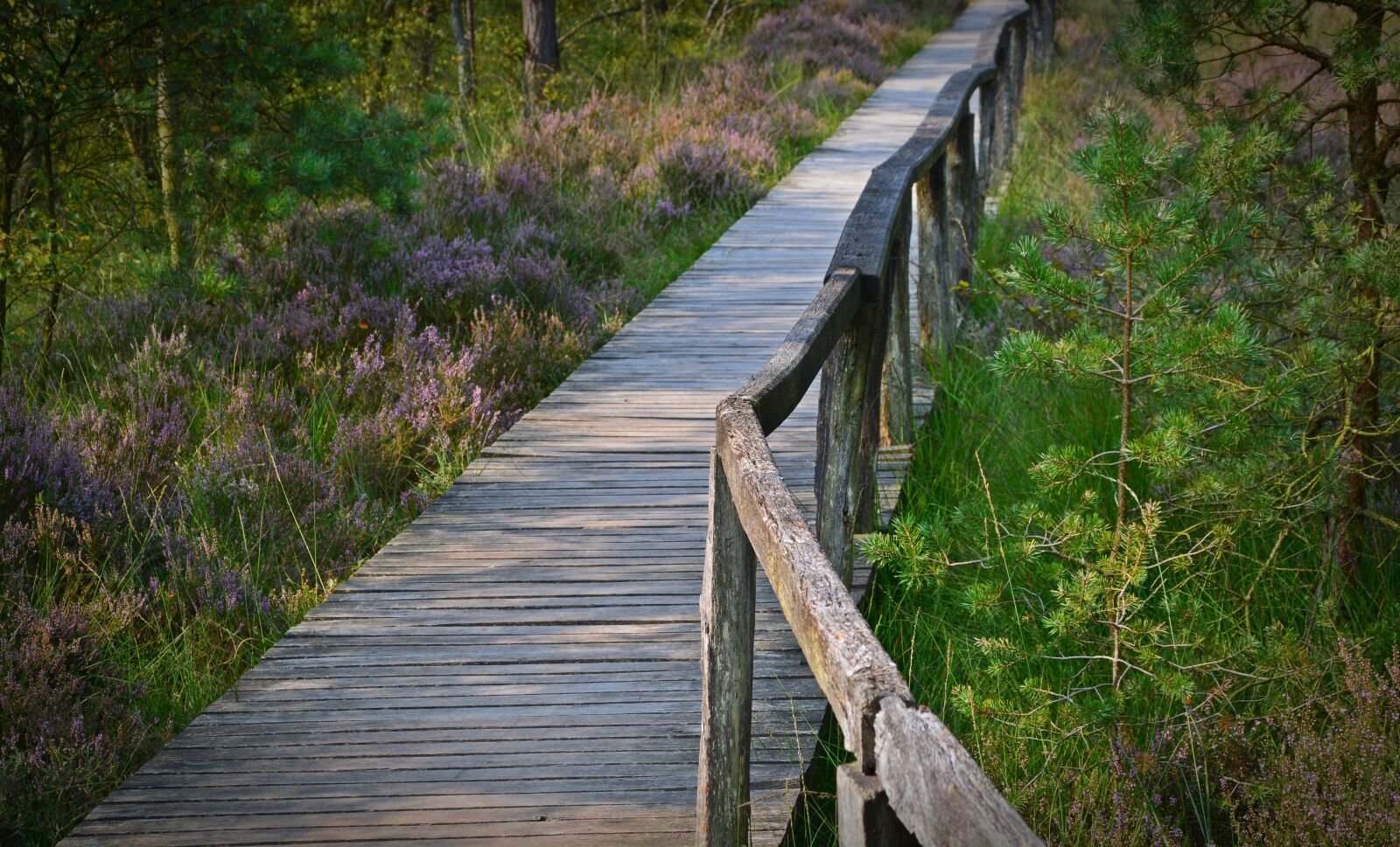 Nikon D5200 sample photo. Web, away, boardwalk photography