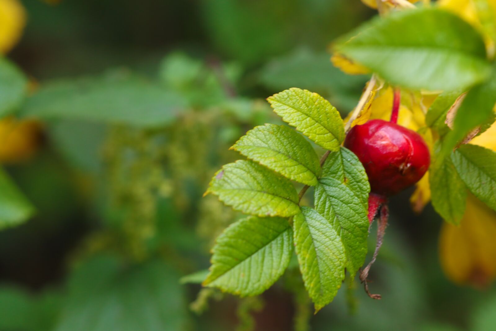 Canon EOS 7D Mark II sample photo. Herb, rose-hip, plant photography
