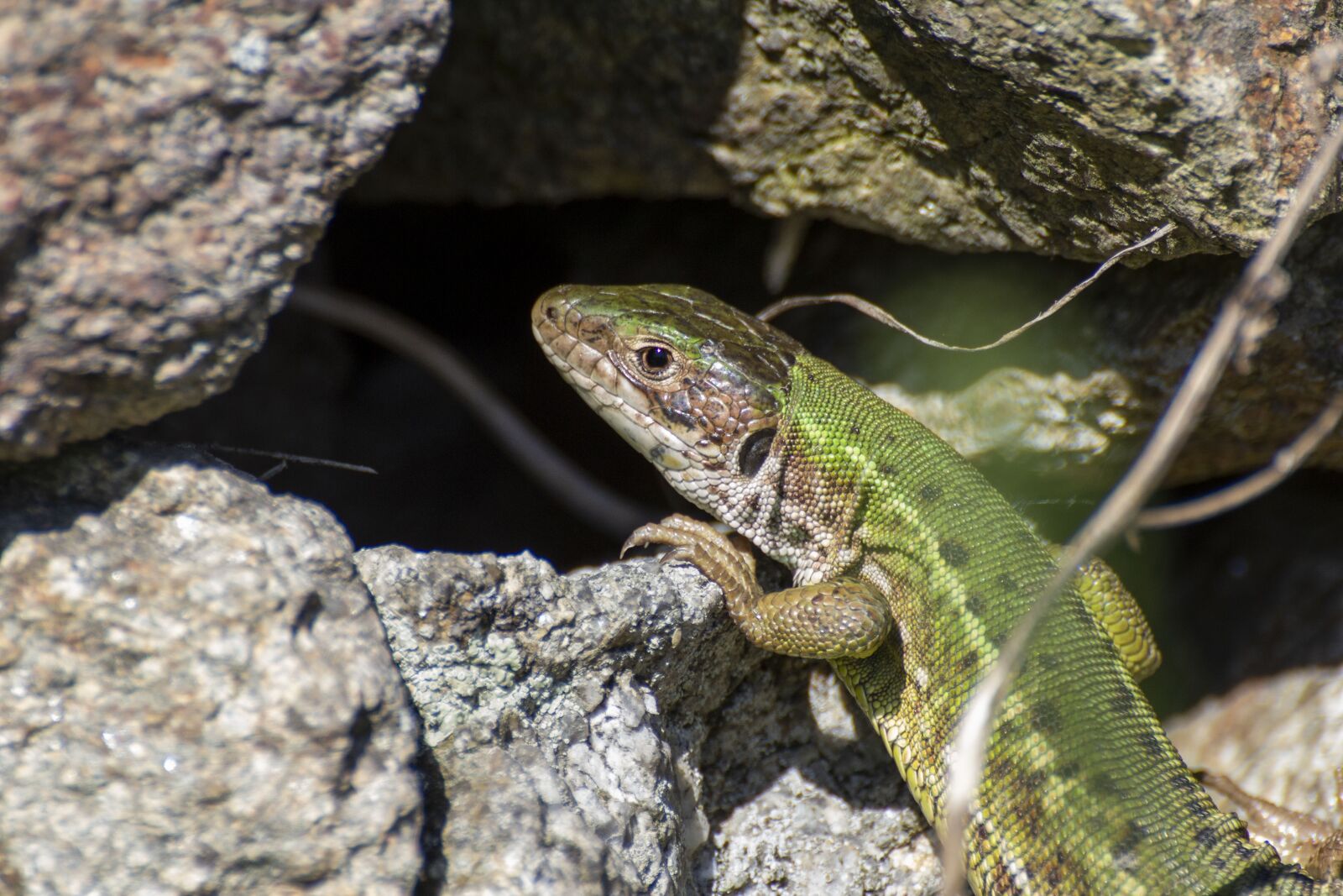 Canon EOS 600D (Rebel EOS T3i / EOS Kiss X5) sample photo. The lizard, reptile, nature photography
