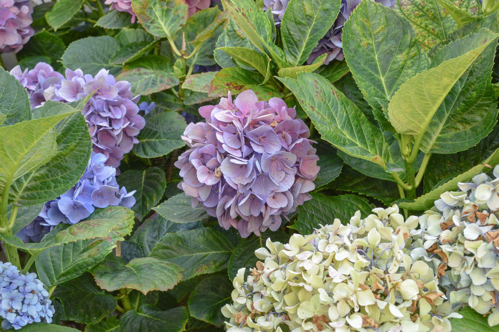 Nikon D3200 sample photo. Flowers, nature, blossom photography