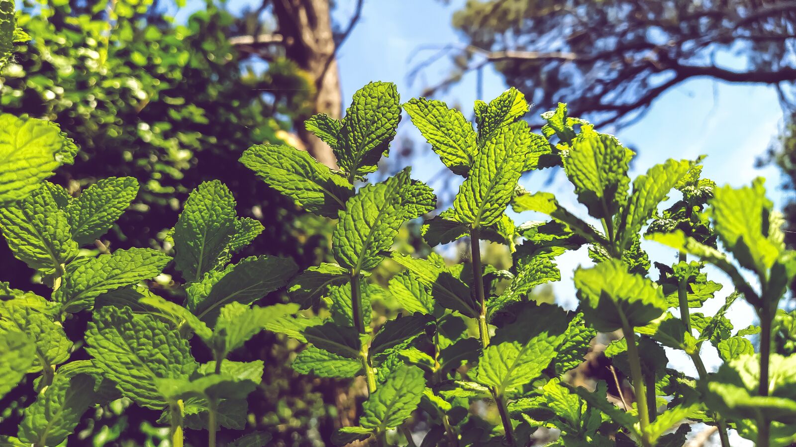 Xiaomi Mi A3 sample photo. Menta crispata, mint, mastranzo photography