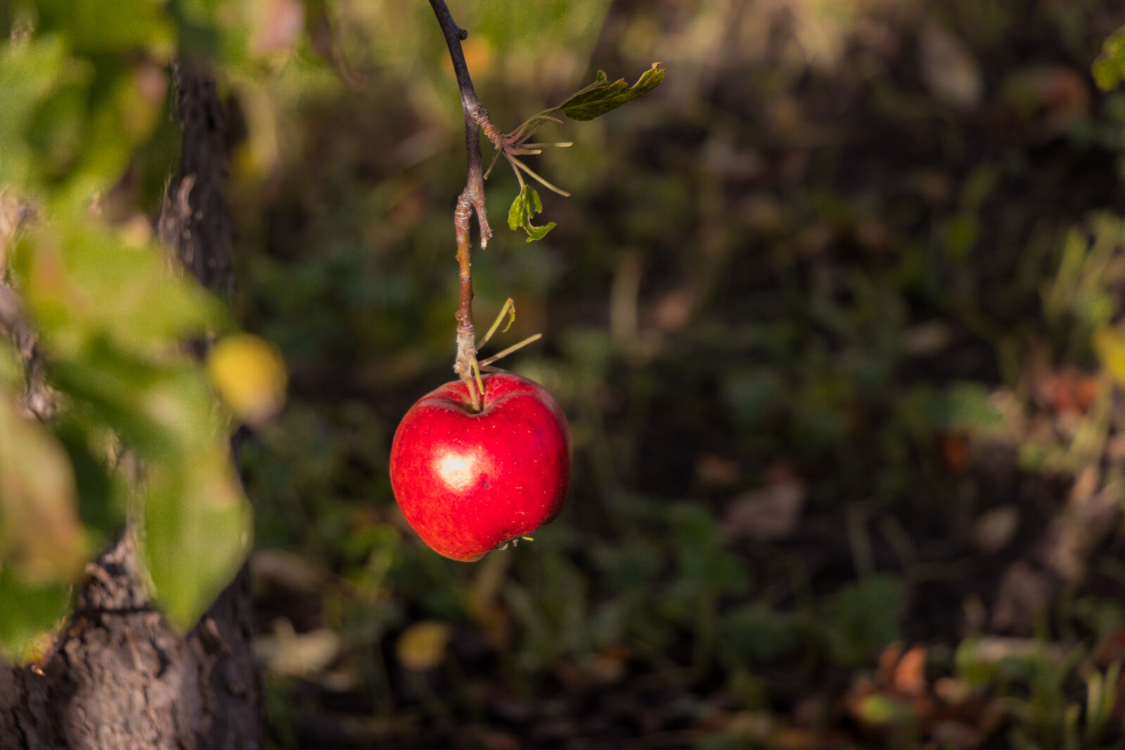 Canon EOS 80D sample photo. Amazing, apple, autumn, autumn photography