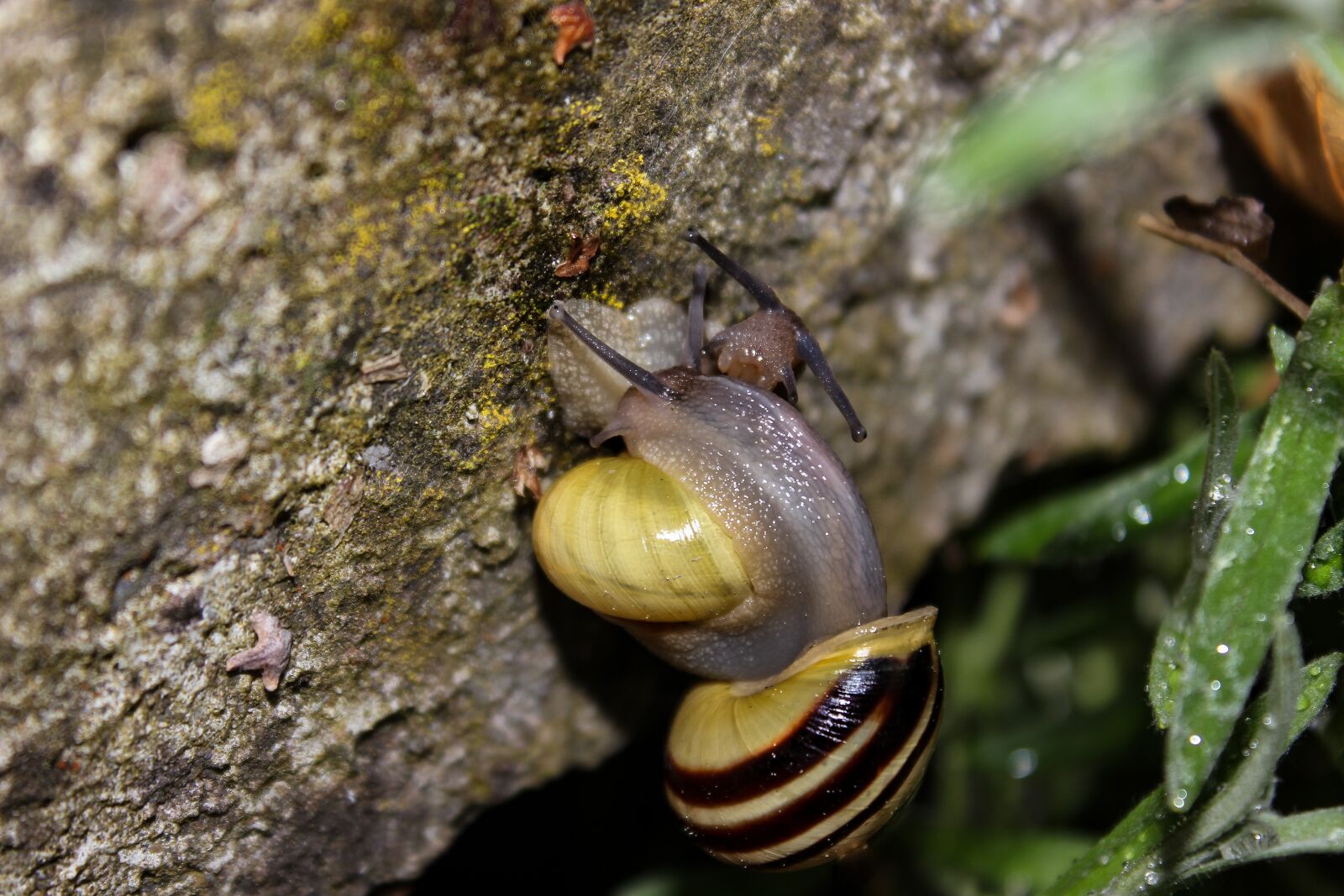 Canon EOS 600D (Rebel EOS T3i / EOS Kiss X5) sample photo. Snail, tape worm, nature photography