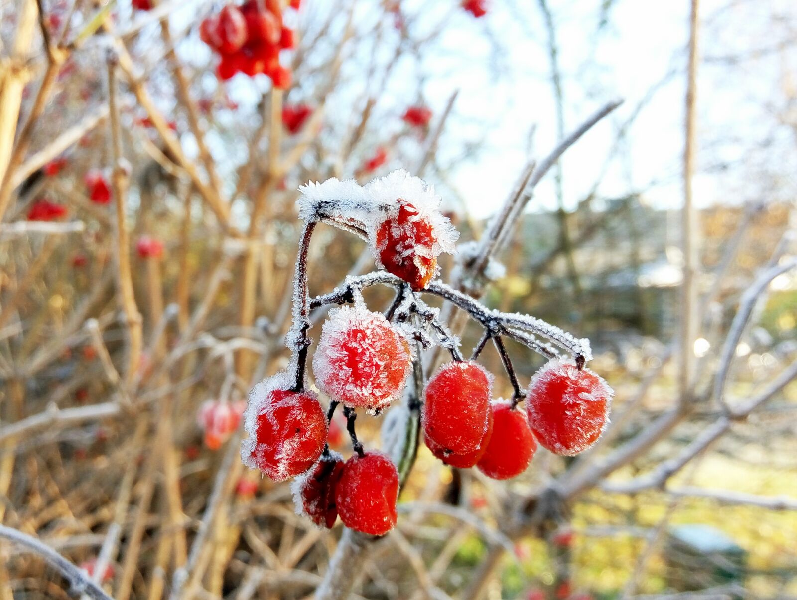 Meizu m1 note sample photo. Fruit, ice, frozen photography