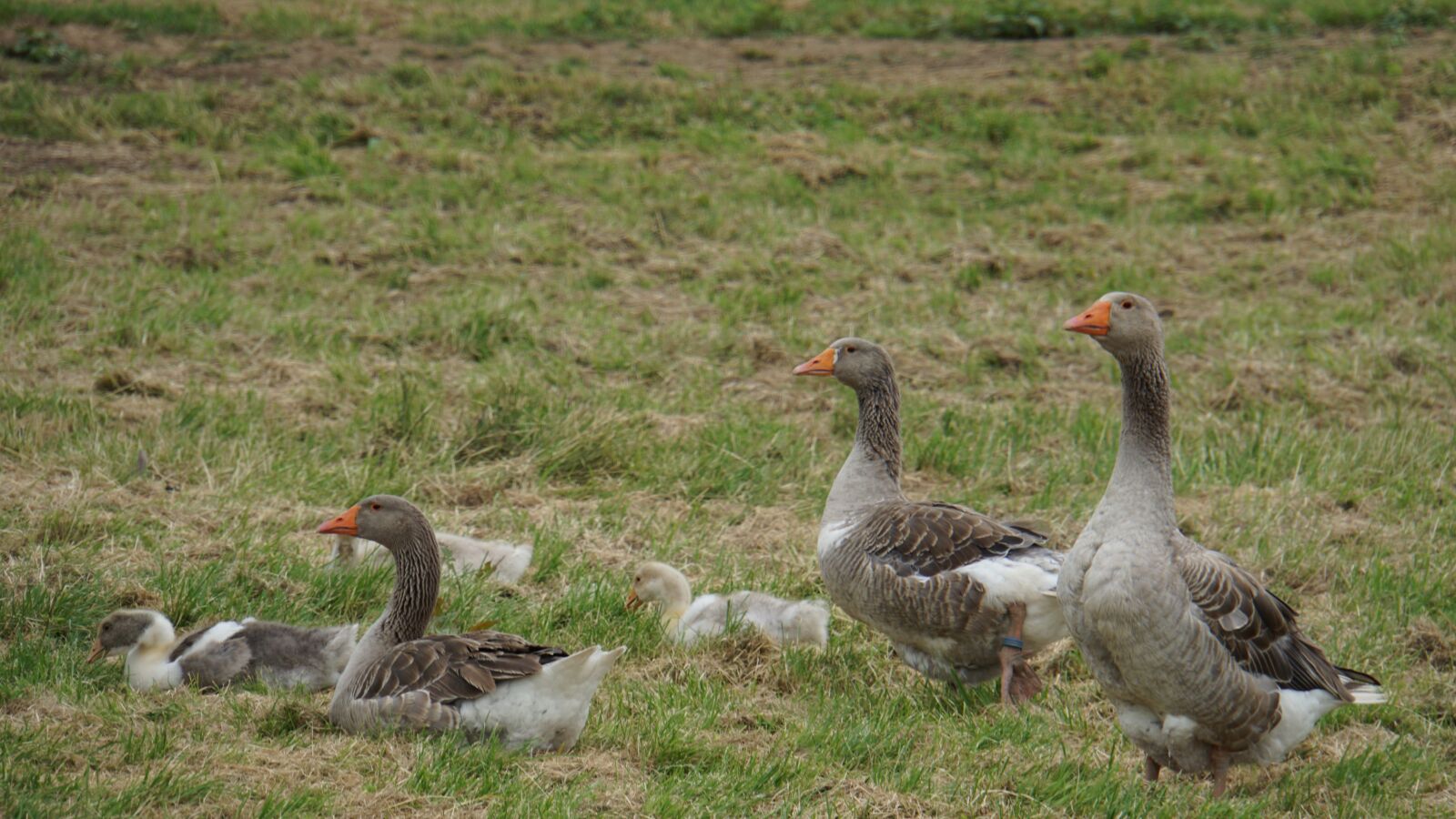 Sony E 18-200mm F3.5-6.3 OSS LE sample photo. Geese, family, animal world photography