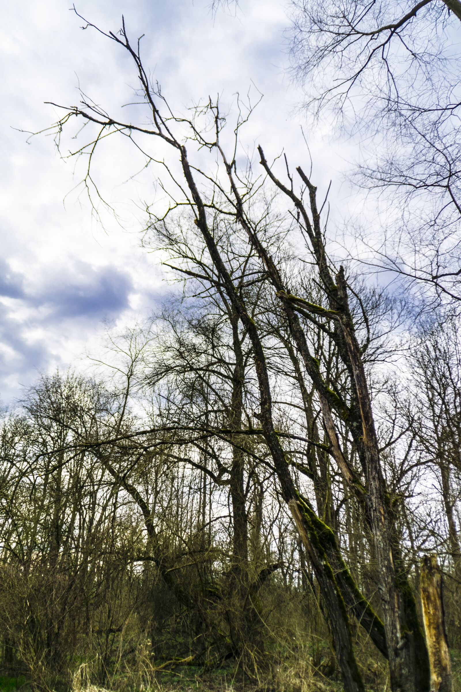 Nikon D5300 sample photo. Nature, sky, clouds photography