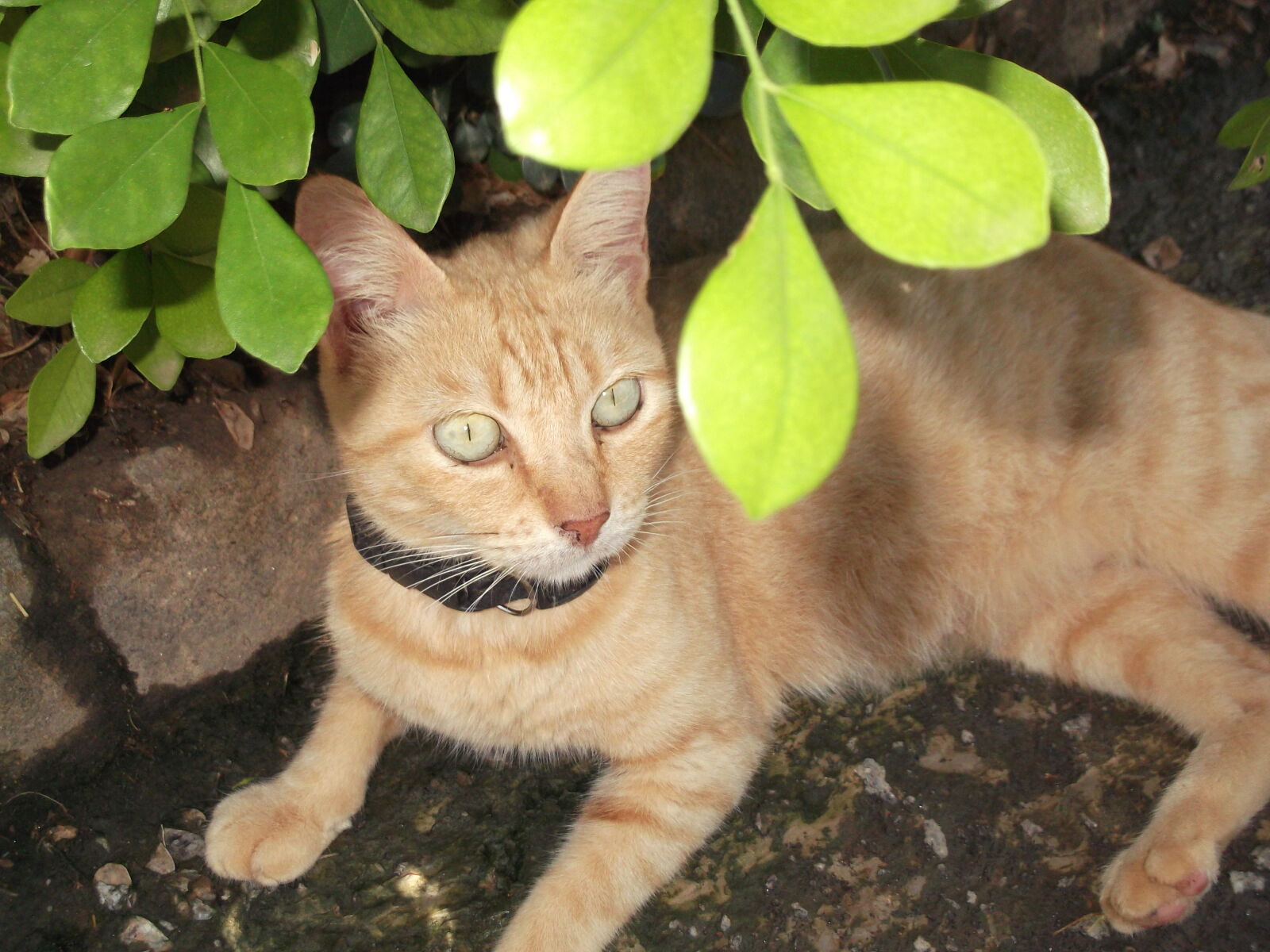 Fujifilm FinePix L50 sample photo
