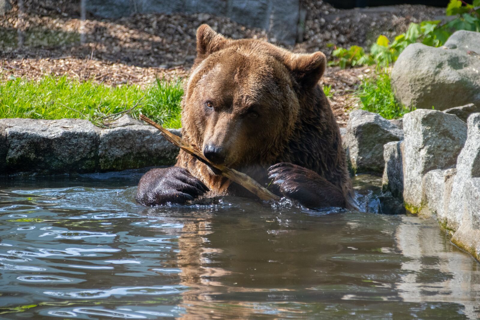 Canon EOS 80D sample photo. Bear, brown bear, animals photography