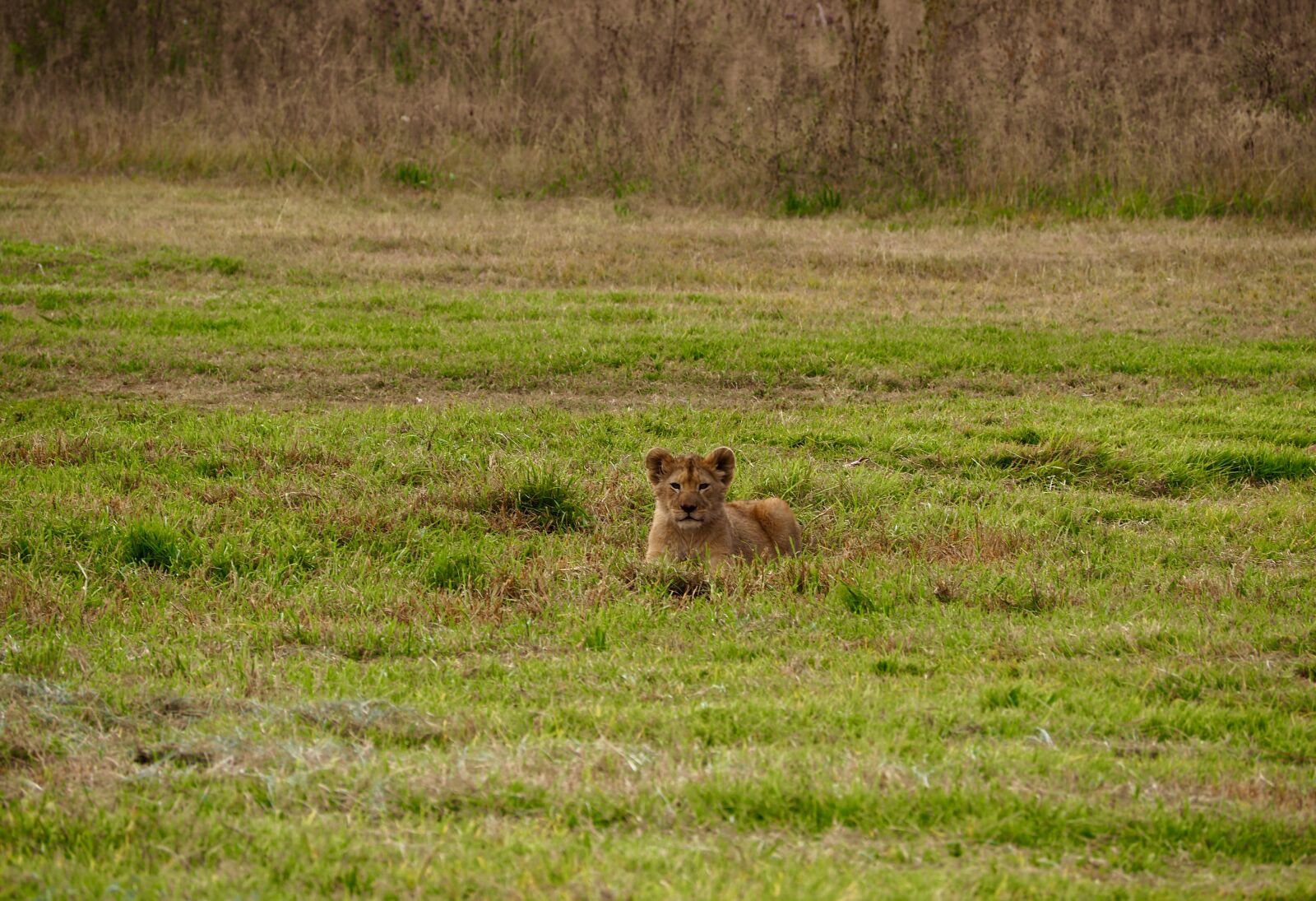 Olympus OM-D E-M10 II sample photo. Lion, lion cub, wildlife photography